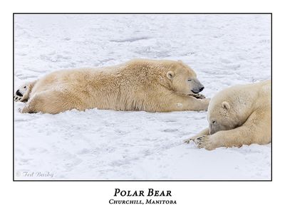 Polar Bear-104