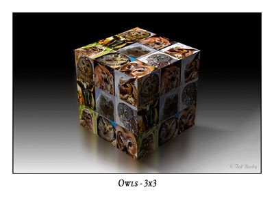 Owls 3x3 Cube-001