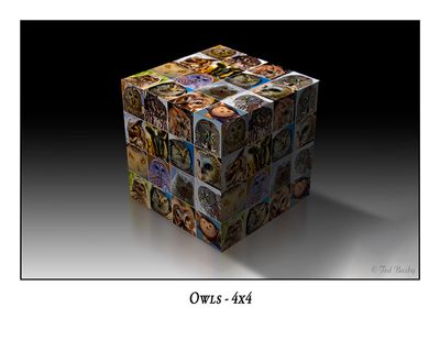 Owls 4x4 Cube-002