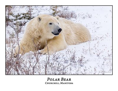 Polar Bear-105