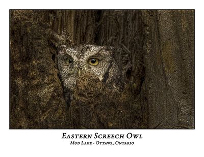 Eastern Screech Owl-074