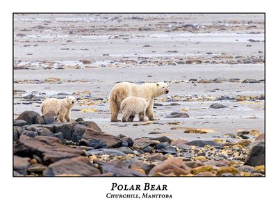 Polar Bear-106