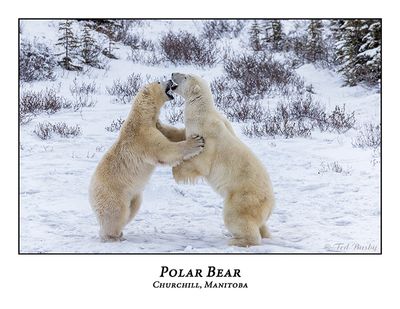 Polar Bear-107