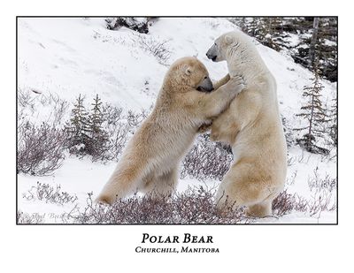 Polar Bear-108