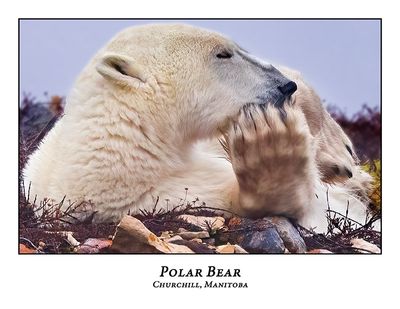 Polar Bear-110