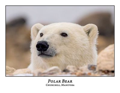 Polar Bear-111