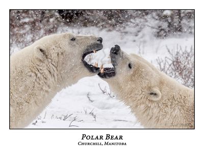 Polar Bear-114