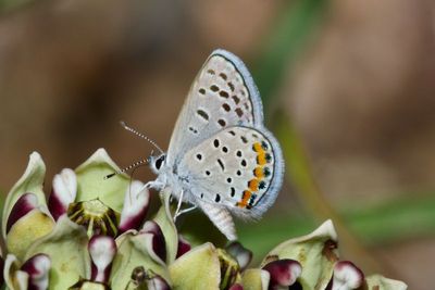 Lupine Blue