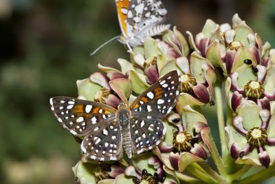 Mormon Metalmark
