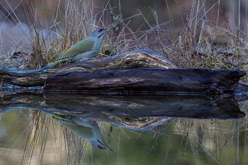 Grey-headed Woodpecker, Male. Grspett