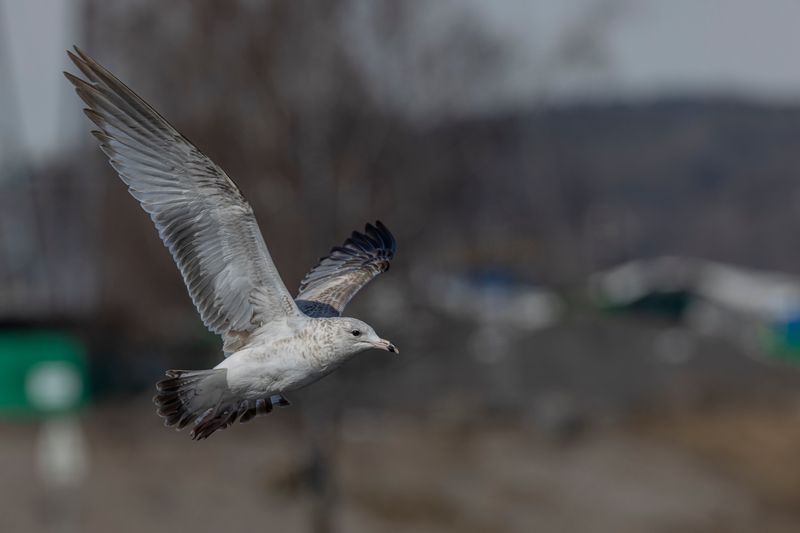 Ring-billed Gull. Ringnebbmke