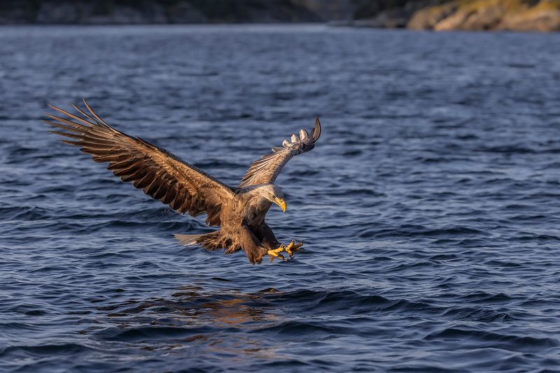 White-tailed Eagle, Havrn