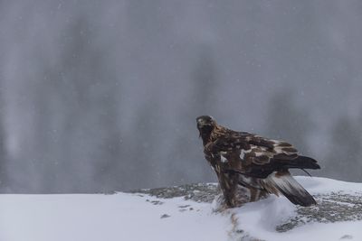 Golden Eagle. Kongern