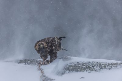 Golden Eagle. Kongern