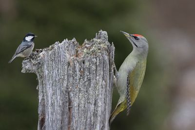 Grey-headed Woodpecker, Male. Grspett