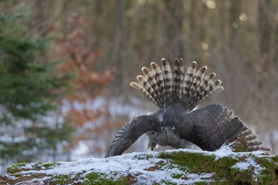 Northern Goshawk. Hnsehauk