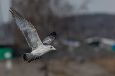 Ring-billed Gull. Ringnebbmke