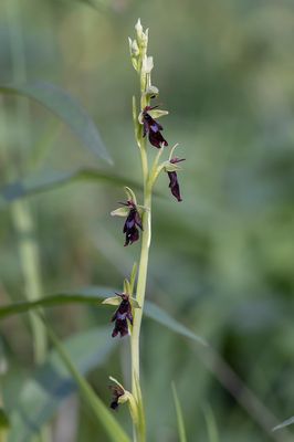 Wild orchids of Norway