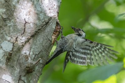 Lesser Spotted Woodpecker. Dvergspett