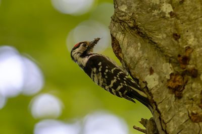 Lesser Spotted Woodpecker. Dvergspett