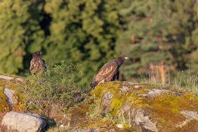 White-tailed Eagle, Havrn