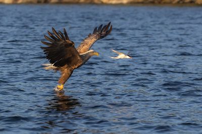 White-tailed Eagle, Havrn