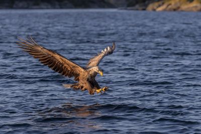 White-tailed Eagle, Havrn