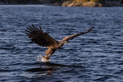 White-tailed Eagle, Havrn