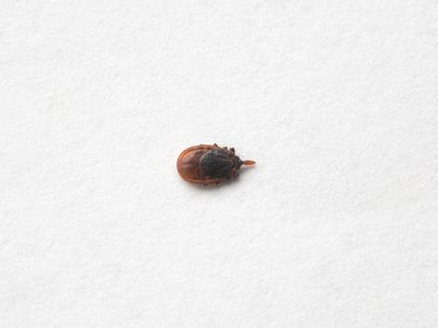 Deer Tick Removed from My Dog