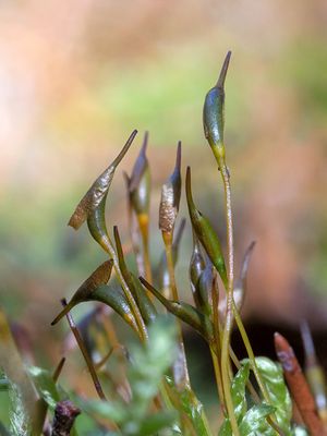 Wrinkled Broom Moss Sporophytes
