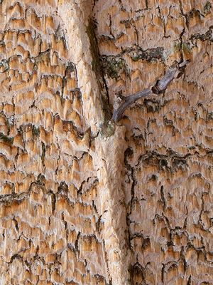 Milk-white Toothed Polypore Fungus on American Beech Tree and Virginia Creeper Vine