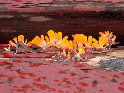 Fan-Shaped Jelly Fungus on Picnic Table
