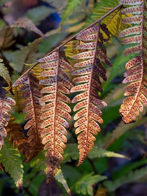 Goldie's Fern Sori