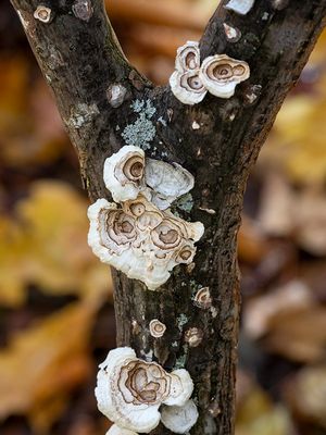 Little Nest Polypore Mushrooms