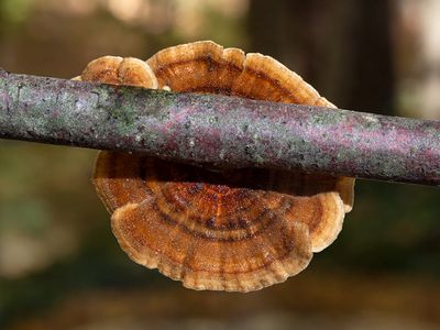 Turkey Tail Mushroom