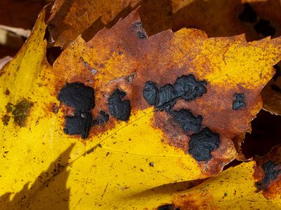 Tar Spot Fungus