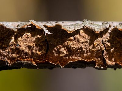 Reddish-Brown Crust Fungus