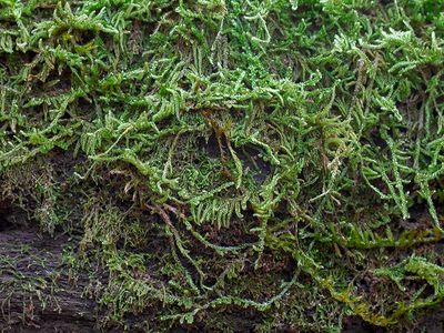 Candy Curl Moss and Rustwort Liverwort