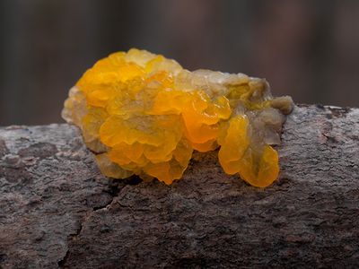 Witch's Butter Fungus