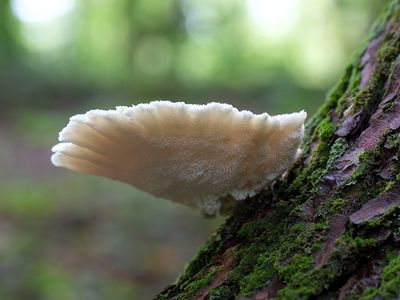 Fungus