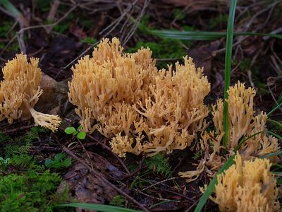 Golden Coral Fungus