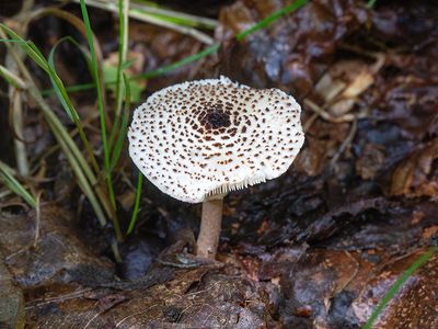 Freckled Dapperling Mushroom