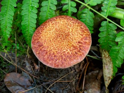 Painted Suillus Mushroom