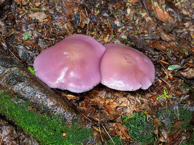 Blewit Mushrooms