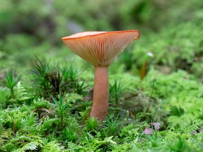 Hygrophorus Milkcap Mushroom