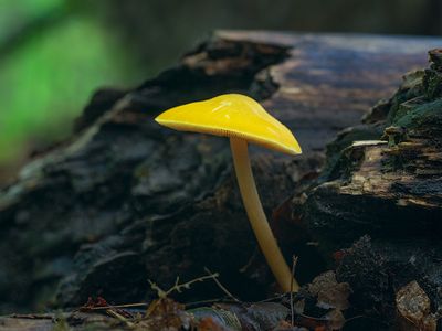 Yellow Pluteus Mushroom