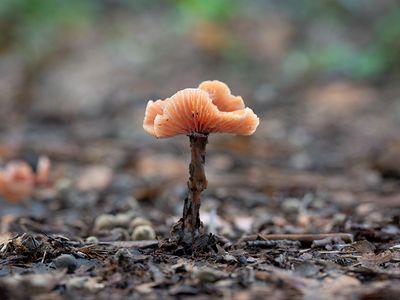 Deceiver Mushroom