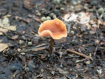 Deceiver Mushroom