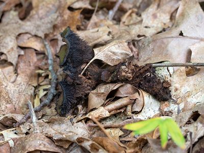 Wood Hedgehog Mushroom Well Past It's Prime