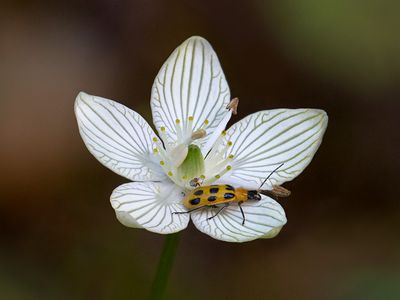 Spotted Cucumber Beetle on Grass of Parnassus